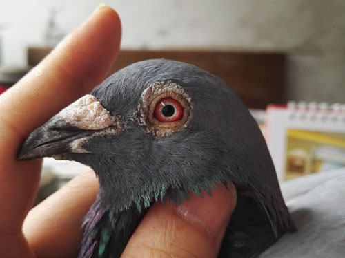 ����ʡ1500����γǵ�����