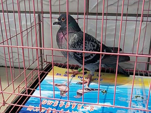 ����Զ�̸� ʮ������ս1500�������