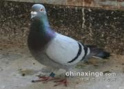 �γǳ�Զ���Ǿ��ѷ����� ����ս���պ�