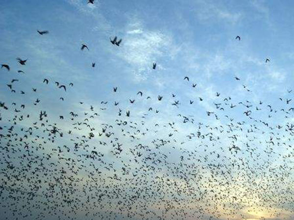 ���𱻼�Ѱ����������Զ�̺������ҵ�����