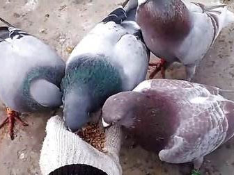 ��Զ�̸Ķ����� �ٻ�ͷ�������