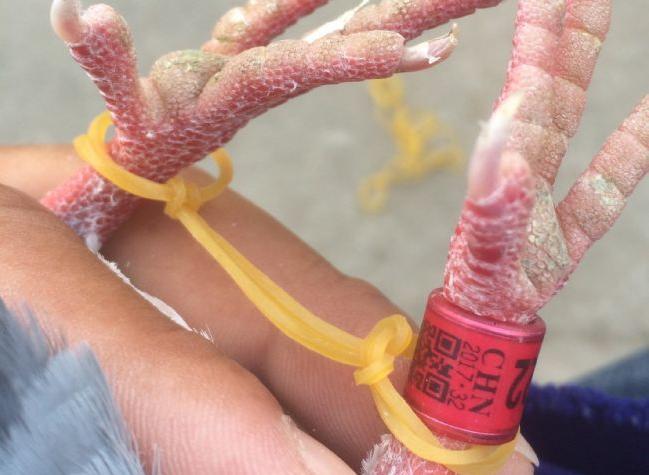 ����С���߷�ֹ�����Ұ