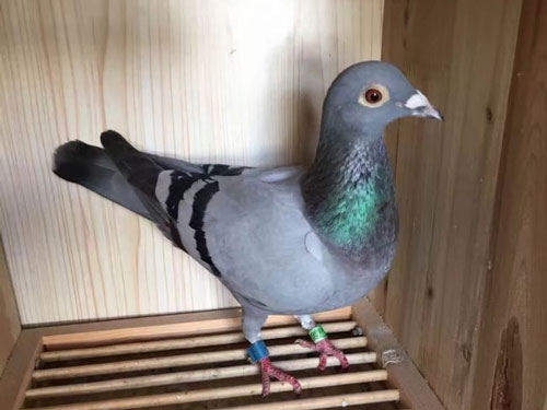 ��Զ��������� �¶��ػ���Ǿ�