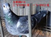 ����ǧ����鳲 һ�ɳ�Զ�̶�ü���