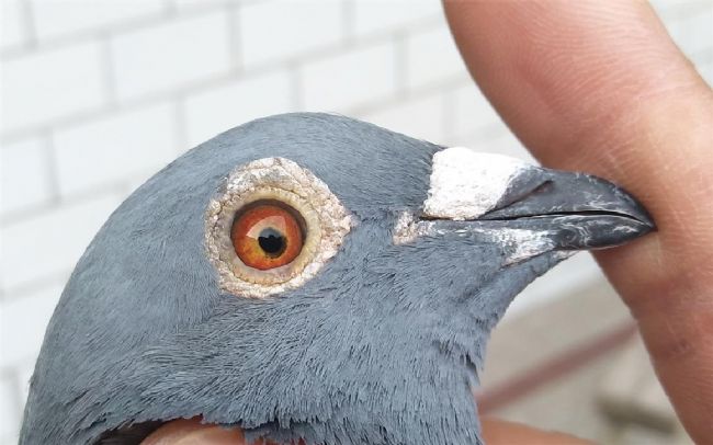 ���Һ��� ���ճ�Զ���γ����Ǿ�����