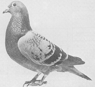 ÿ��һ�룺ղɭ���ֵ䷶�������˹��