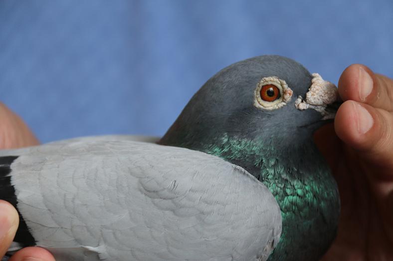 ��˹����13����������λ����