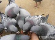 �ļ������׻���Ӫ��ȱ��֢