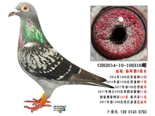 ���ճ�Զ���ܹھ�Ѫϵ���أ�������������