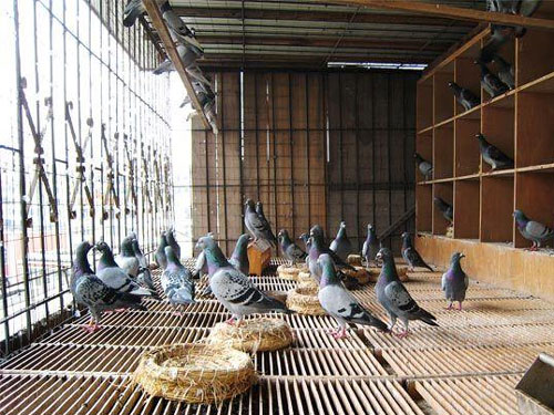 �ָ�����������