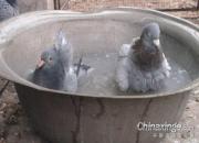 ���¸��ʰﵽ�����ļ��Ÿ���ι���