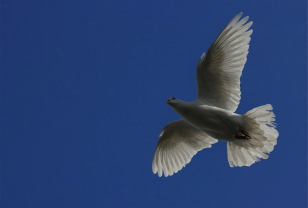 ʫ�裺����