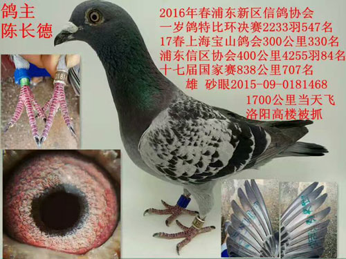 �Ϻ���Զ��ս��һ������������ȴ��ץ��