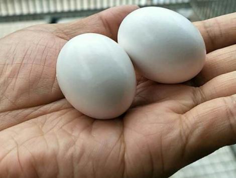 ʫ�衪��������