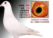 ��ʮ������뾭�飺Ī���޽��ɱ��˱���