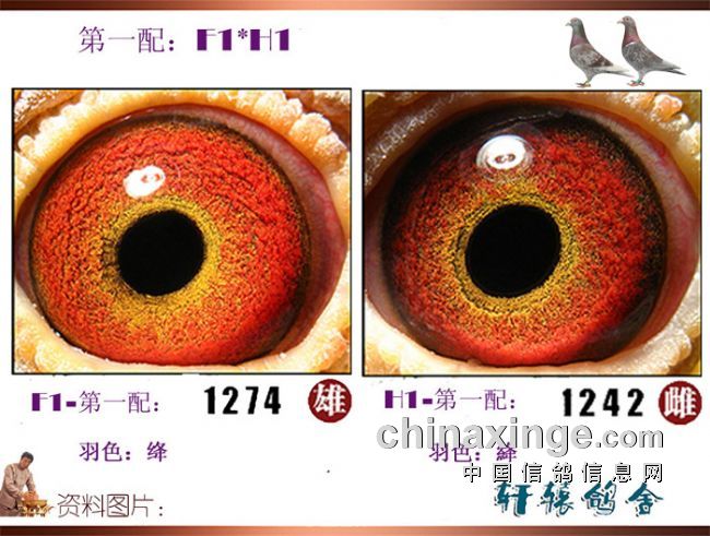 ��ɰ�Ŵ�Ϸ˵�����Ŵ������֮��