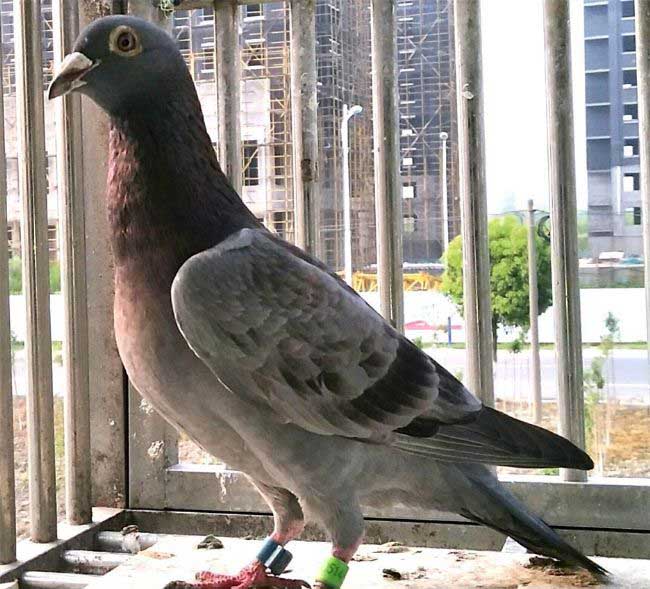 ���ճ�Զ���γ��н�ֹ�չ鳲68��