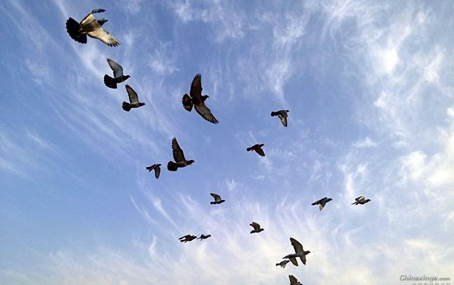 ʫ�裺�峿�����