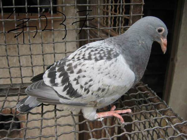 �ļ�Ԥ��������������ҩ