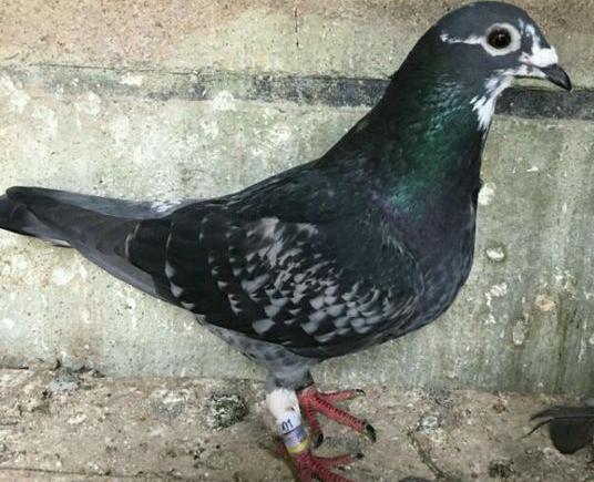 ������ͣ�����ȫ��ʦ��Ծ����