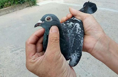 ���ճ�Զ���ܹھ��������ھ��о���