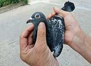 ���ճ�Զ���ܹھ��������ھ��о���
