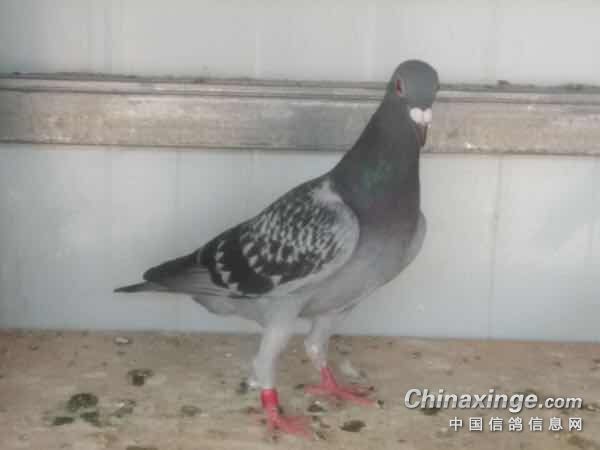 ʮ������½�����