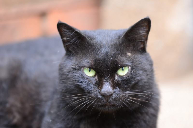 鸽棚被黑猫盯上 求大神支招