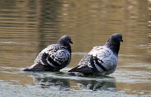 �ļ��������ʫ