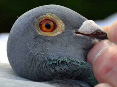 ����ʱͼ��1.7����߷��ٹھ���¯ 