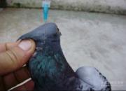 ���ڼ����³��߶������ʹ��  