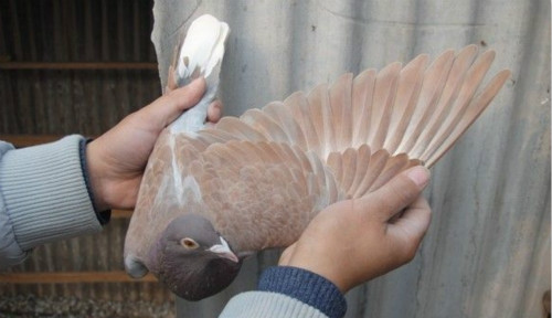 ��ľ���Ļ���ţ����ˣ�