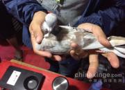 ���ա�����������棺ȫ��������ӻ�
