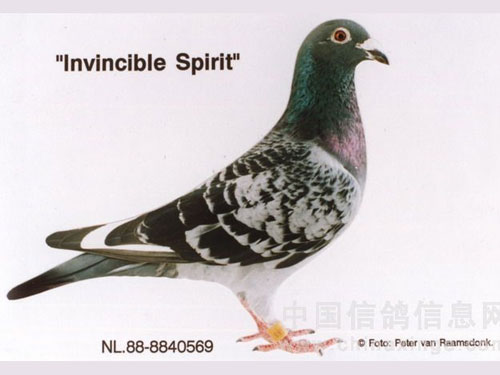 ÿ��һ�룺����16.5����Ԫ�ġ��޵�ս��