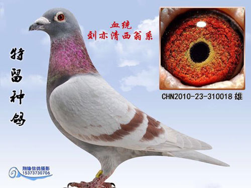 40����׽��䱣������ϵƷ��