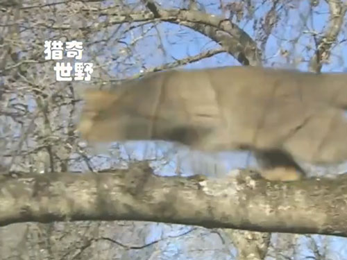 视频：野猫猎杀鸽子 快如闪电