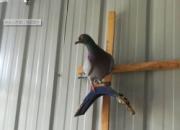 ��ʧ���µĽ�������� ��̨��ȻΪ������
