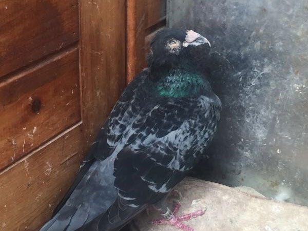 20���Ϲ�����˫Ŀʧ�� ����������ʳ