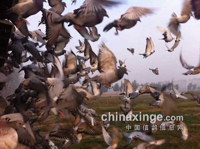 Ϊʲô�����ж̾���������ô�𱬣�