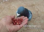 ιʳ�����������뱣�����״̬��