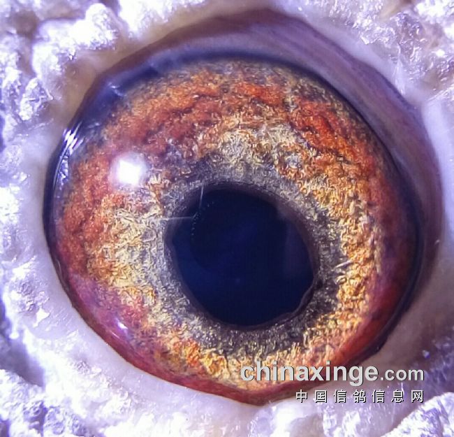 ��Ӣ���ָ���ۿ�Ӣ���˵����ֹ���