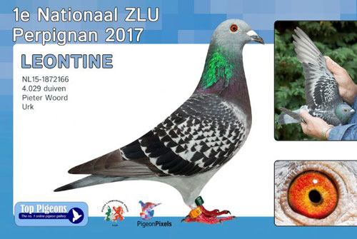 �����ưԳ���������� ��ѹŷ�����