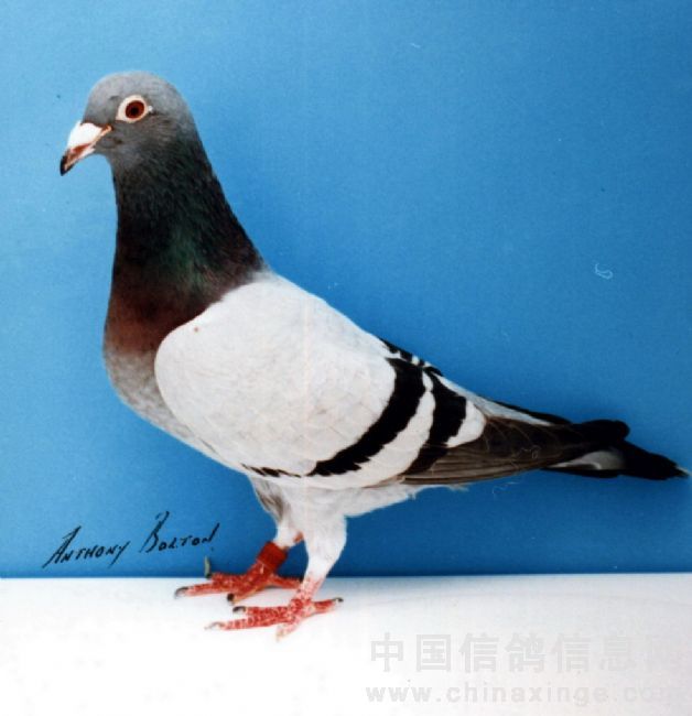 ÿ��һ�룺��������֮�����˫���ǡ�