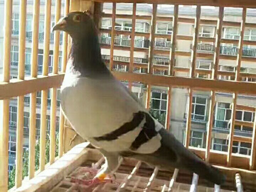 �������۾���ͷ�����ܽ���