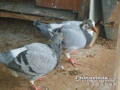 Ψ����ͼ����˼�á���ë���ˣ�