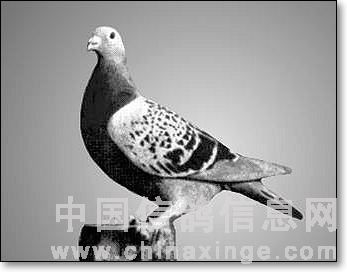 ÿ��һ�룺�־�����ɫ���꾫��