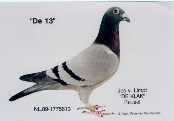 ÿ��һ�룺������ʿ��613��