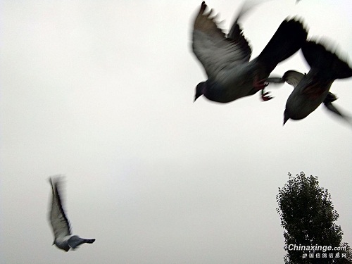 �������ֻ� �����ͷ���