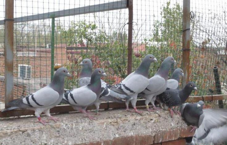 �ַ����ķ�����֤��