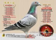 ÿ��һ�룺��������ŷ������